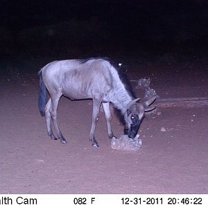 Trail Camera Namibia