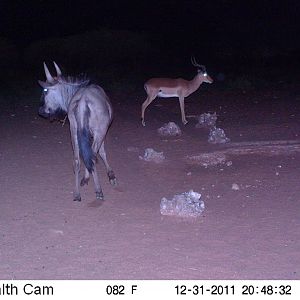 Trail Camera Namibia