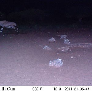 Trail Camera Namibia