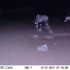 Trail Camera Namibia