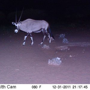 Trail Camera Namibia