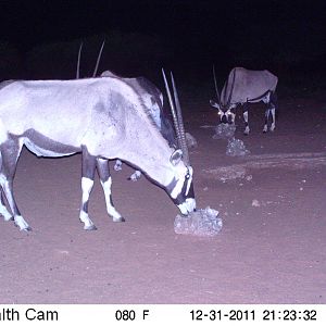 Trail Camera Namibia