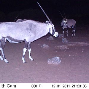 Trail Camera Namibia