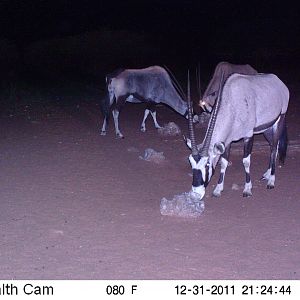 Trail Camera Namibia