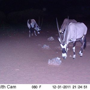 Trail Camera Namibia