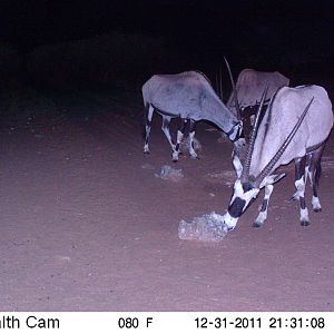 Trail Camera Namibia