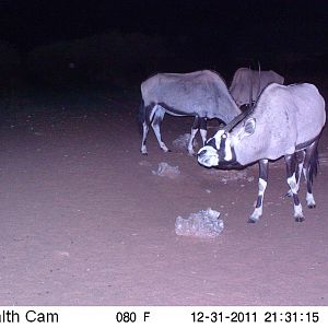 Trail Camera Namibia