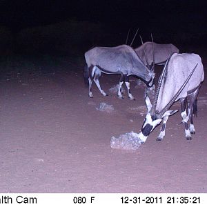 Trail Camera Namibia