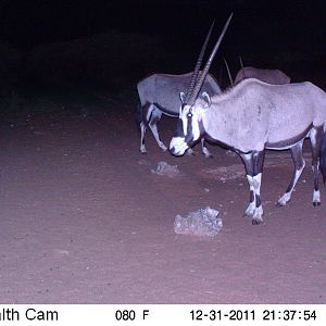 Trail Camera Namibia