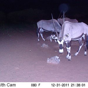 Trail Camera Namibia