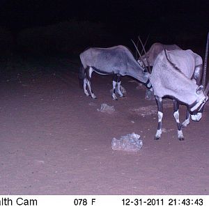 Trail Camera Namibia