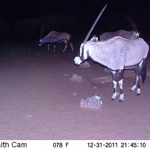 Trail Camera Namibia