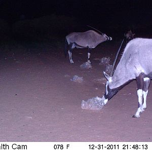 Trail Camera Namibia