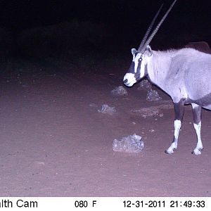 Trail Camera Namibia