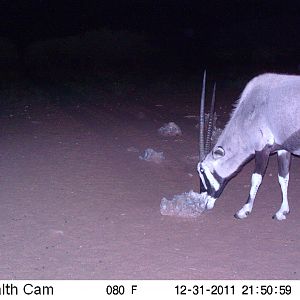 Trail Camera Namibia