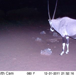 Trail Camera Namibia