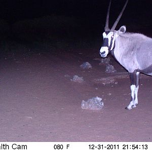 Trail Camera Namibia