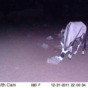 Trail Camera Namibia