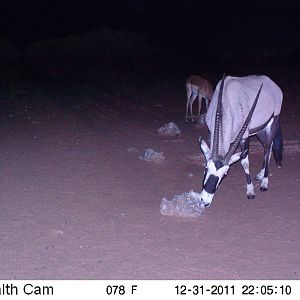 Trail Camera Namibia