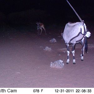 Trail Camera Namibia