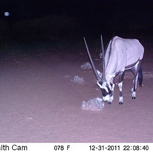 Trail Camera Namibia