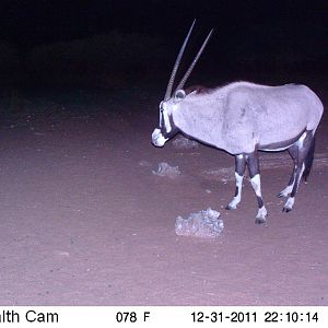 Trail Camera Namibia