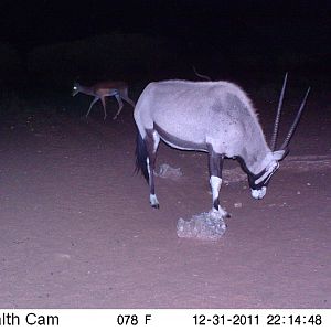 Trail Camera Namibia