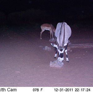 Trail Camera Namibia