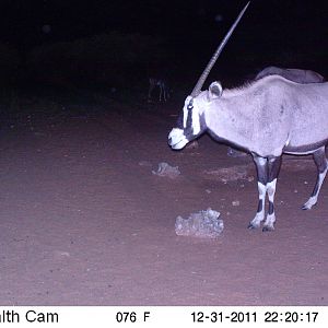 Trail Camera Namibia