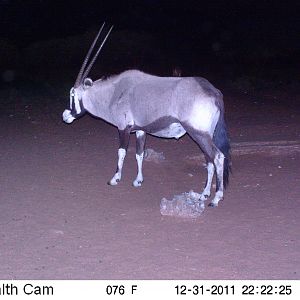 Trail Camera Namibia