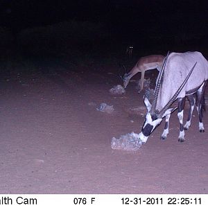 Trail Camera Namibia