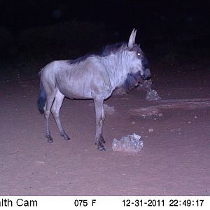 Trail Camera Namibia