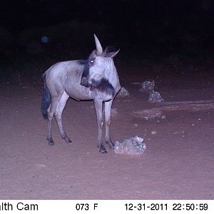 Trail Camera Namibia