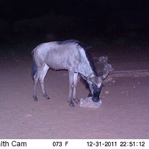 Trail Camera Namibia