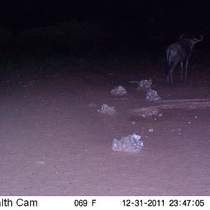 Trail Camera Namibia