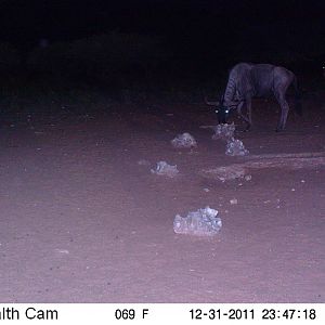 Trail Camera Namibia