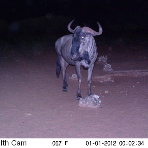 Trail Camera Namibia