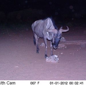 Trail Camera Namibia