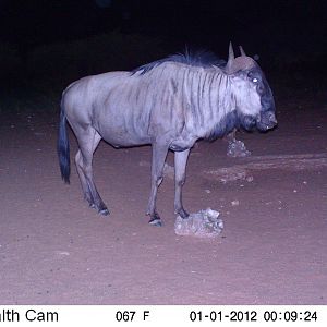 Trail Camera Namibia