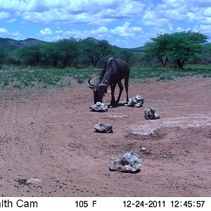 Trail Camera Namibia