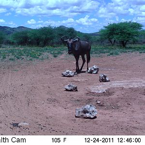 Trail Camera Namibia