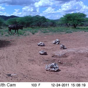 Trail Camera Namibia