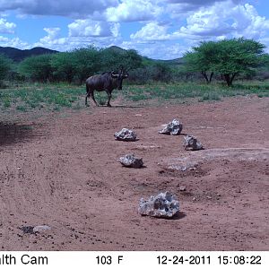 Trail Camera Namibia