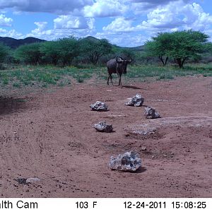 Trail Camera Namibia