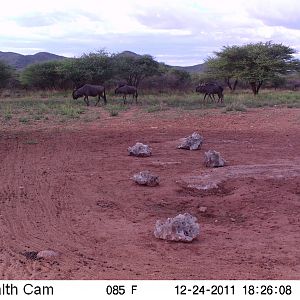 Trail Camera Namibia