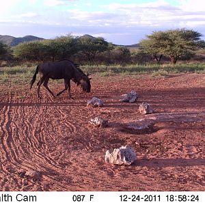 Trail Camera Namibia