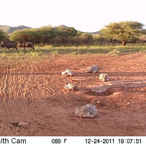 Trail Camera Namibia