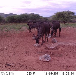 Trail Camera Namibia