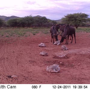 Trail Camera Namibia