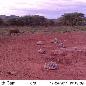 Trail Camera Namibia